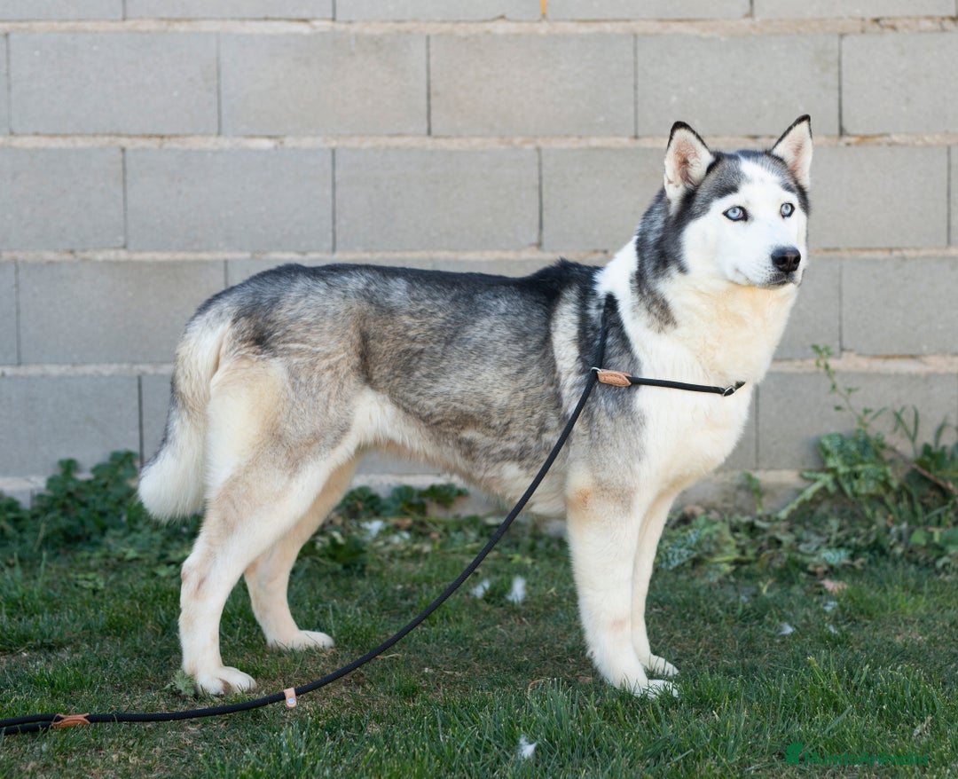 Husky Siberiano perros en adopcion: Hembra de 6 años - Imagen 1