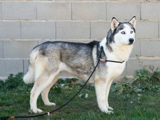 Husky Siberiano perros - Anuncio 1