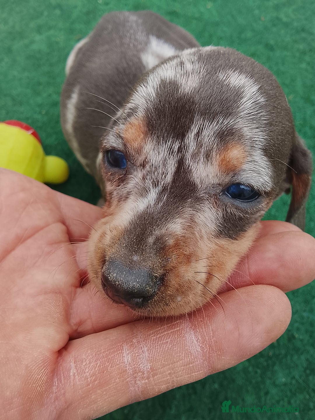 Teckel perros en venta: Cachorros de teckel  - Anuncio 5