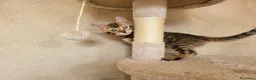 Bengalí gatos en venta: Camada Bengalí spotted - Anuncio 5
