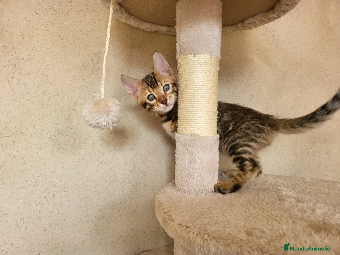 Bengalí gatos en venta: Camada Bengalí spotted - Anuncio 5