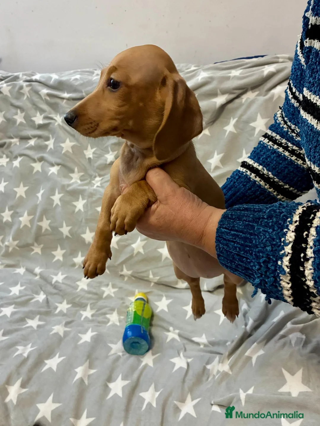 Teckel Miniatura perros en venta: Teckel mini - Anuncio 1