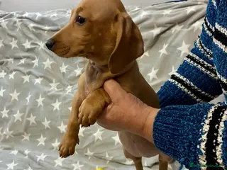 Teckel Miniatura perros Teckel mini - Anuncio 1