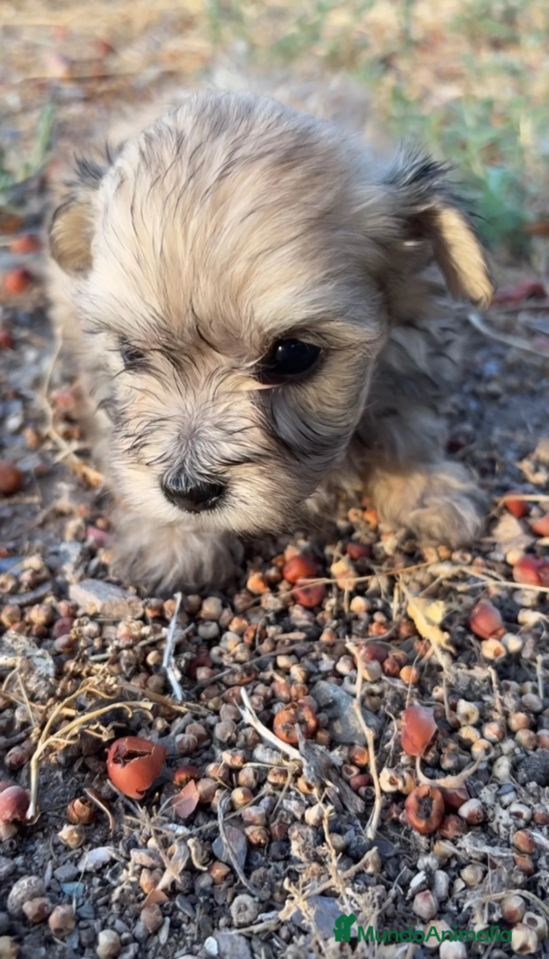 Morkie perros en venta: MORKIE, BICHON MALTÉS X YORKSHIRE  en Murcia - Anuncio 3