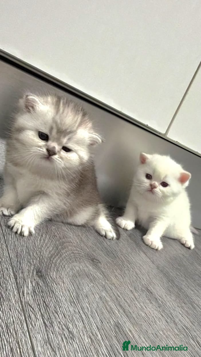 Británico de Pelo Corto gatos Gatos British Shortair - Anuncio 6
