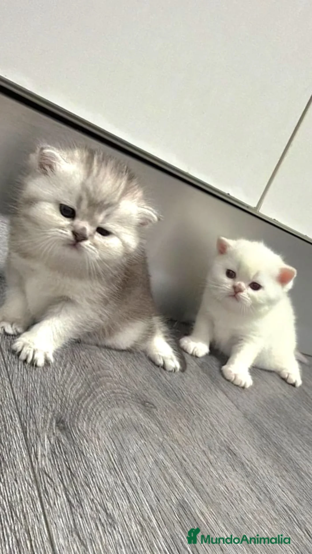 Británico de Pelo Corto gatos en venta: Gatos British Shortair - Anuncio 1