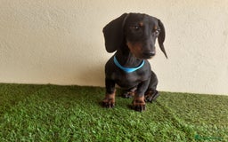 Teckel perros en venta: Preciosos TECKEL  - Imagen 2