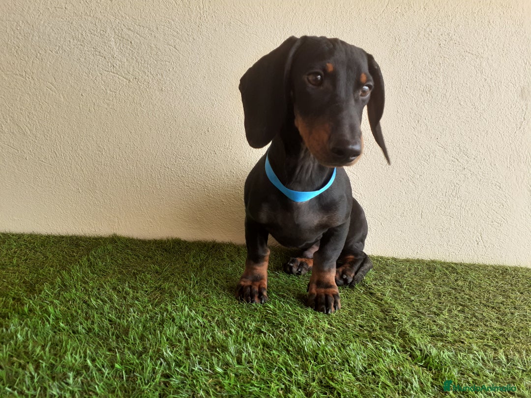 Teckel perros en venta: Preciosos TECKEL  - Imagen 2
