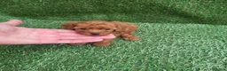 Caniche Toy perros en venta: Caniche - Anuncio 2
