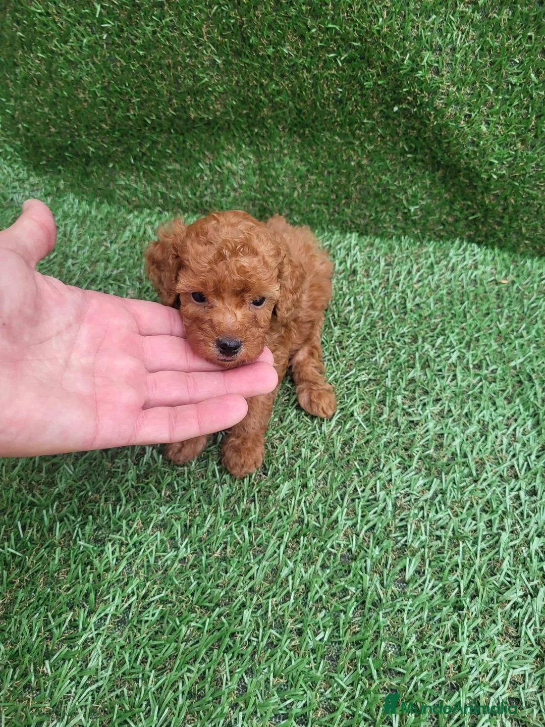 Caniche Toy perros en venta: Caniche - Anuncio 2