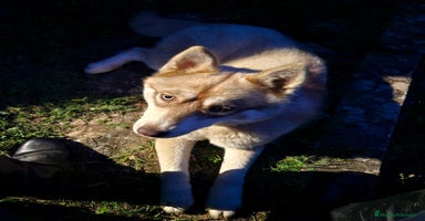Husky Siberiano perros - Anuncio 5