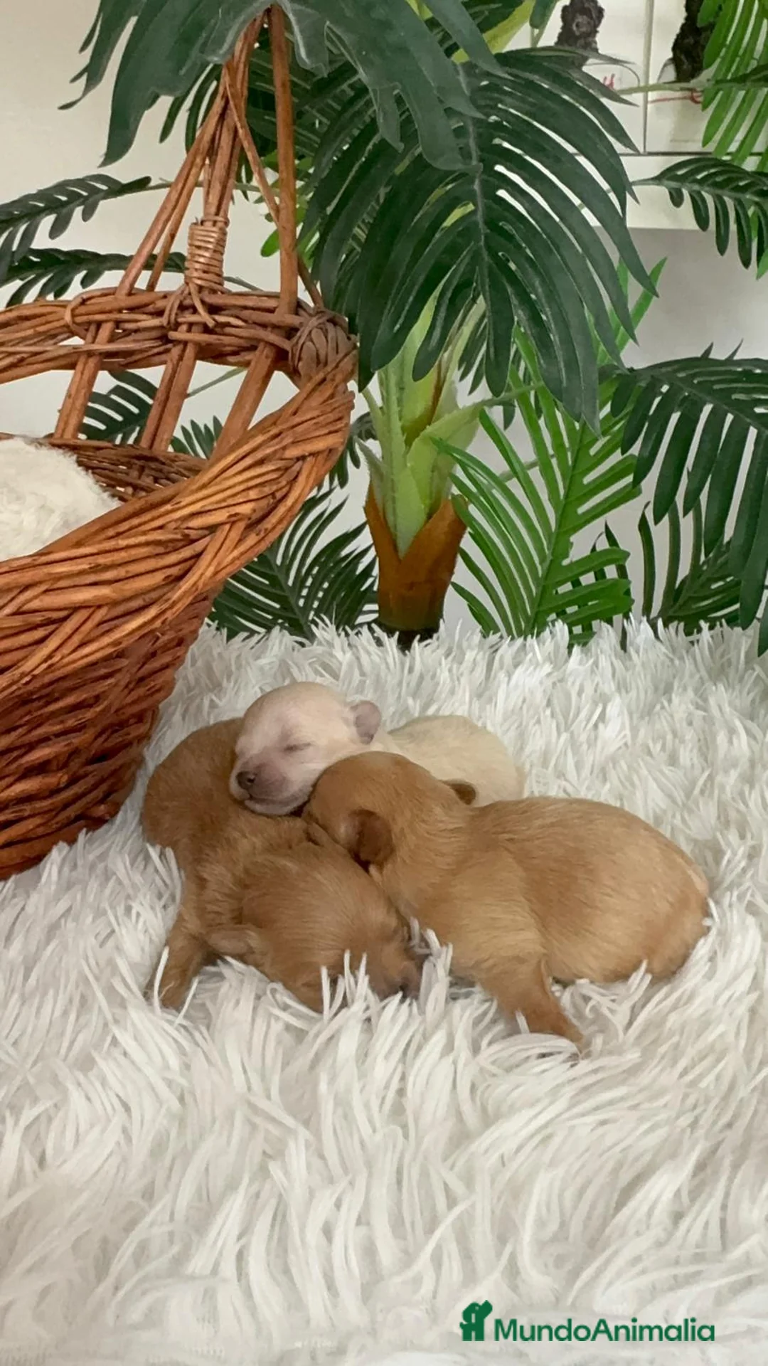 Maltipoo perros en venta: MALTIPOO TOY - Anuncio 19