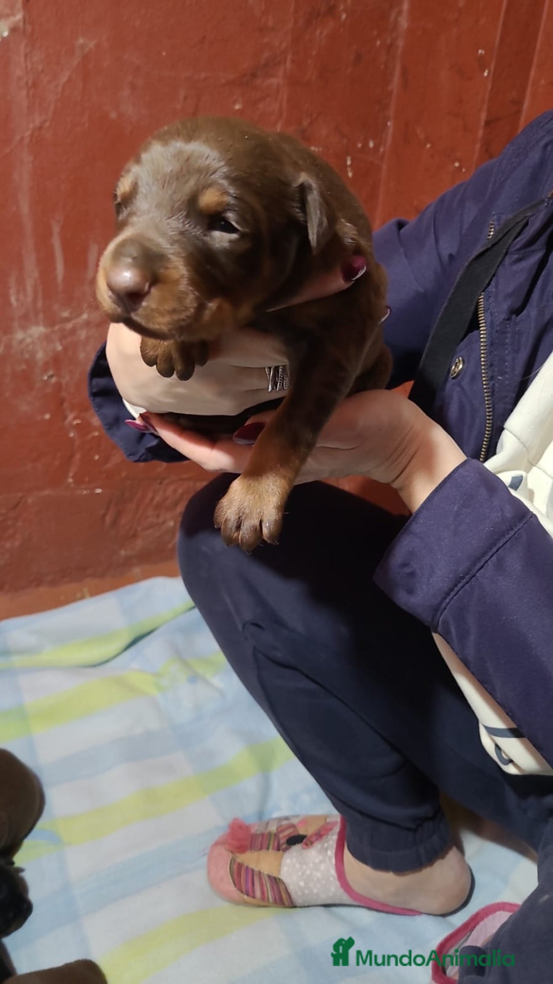 Dobermann perros en venta: Doberman  - Anuncio 2