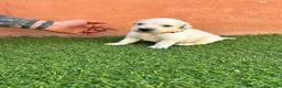 Golden Retriever perros en venta: Golden Retriever  - Anuncio 1
