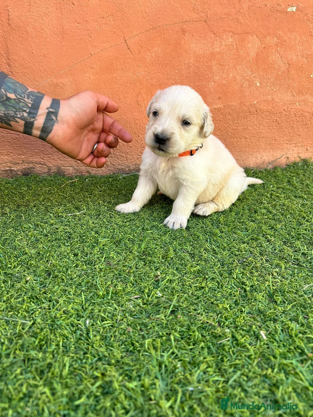 Golden Retriever perros en venta: Golden Retriever  - Anuncio 1