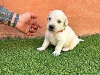 Golden Retriever perros Golden Retriever - Anuncio 2