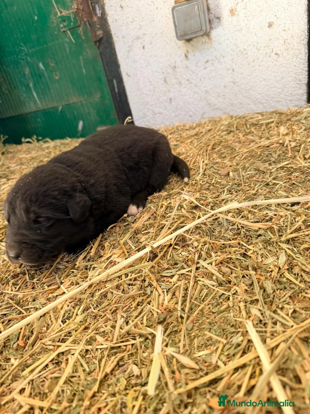 Raza Mixta perros en venta: Mestizo de mastín x Cáucaso  - Anuncio 25