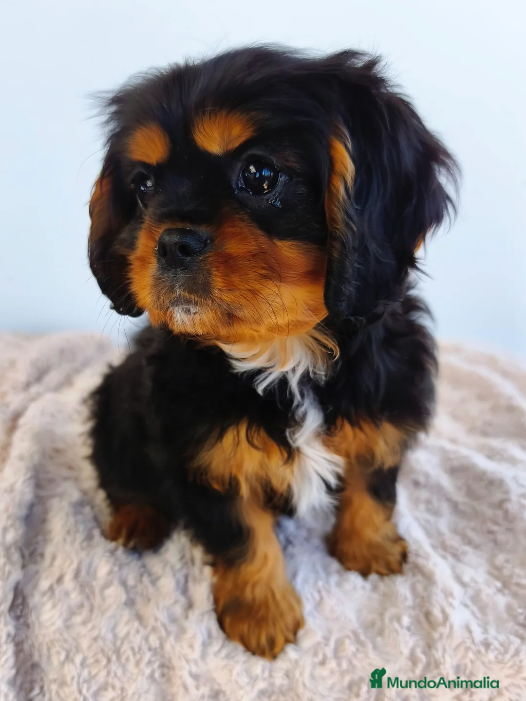 Cavalier King Charles Spaniel perros en venta: Cavalier negro fuego macho - Anuncio 6
