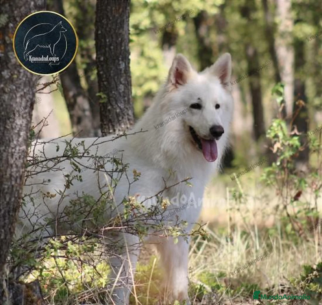 Imagen de galería {{count}}