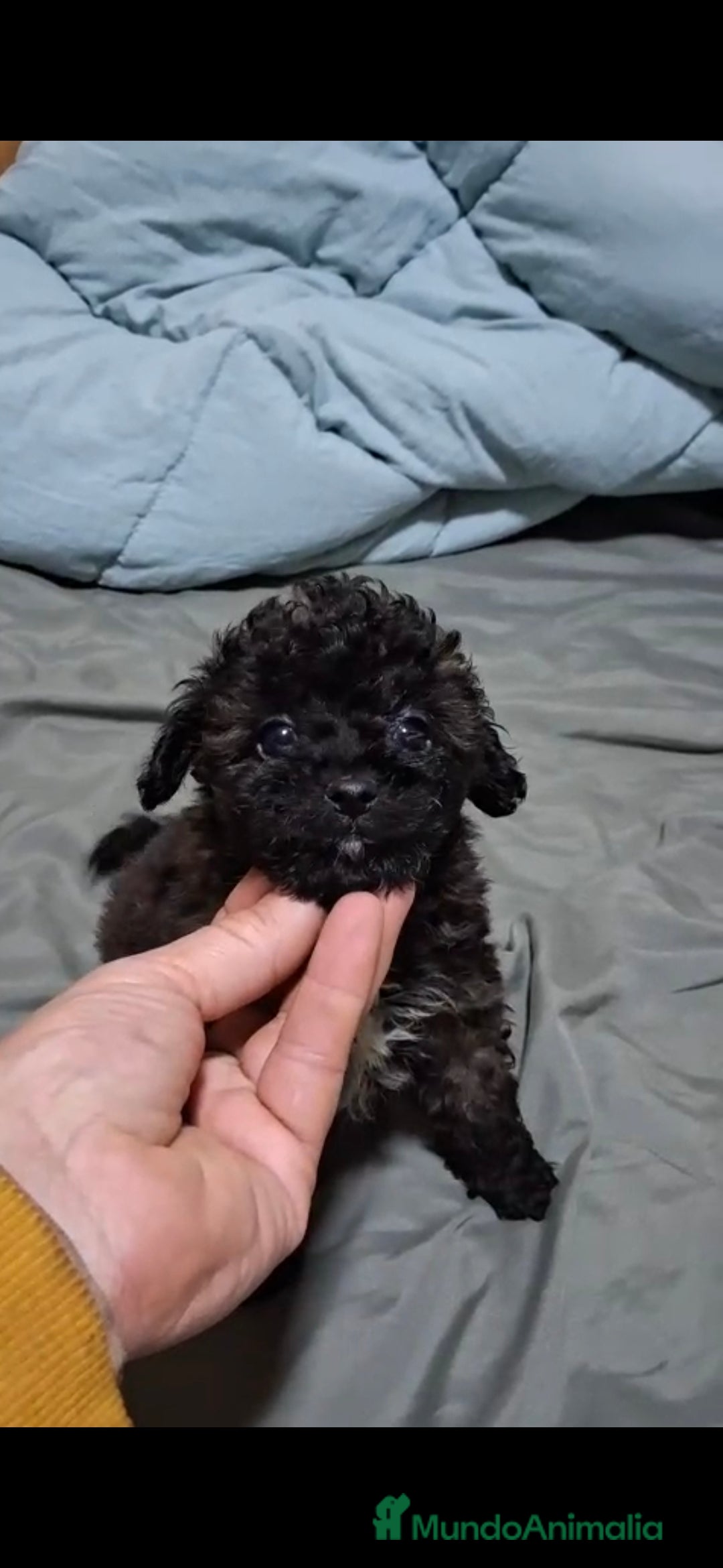 Caniche Toy perros Caniche toy macho - Anuncio 3