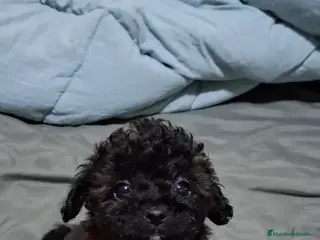 Caniche Toy perros Caniche toy macho - Anuncio 3