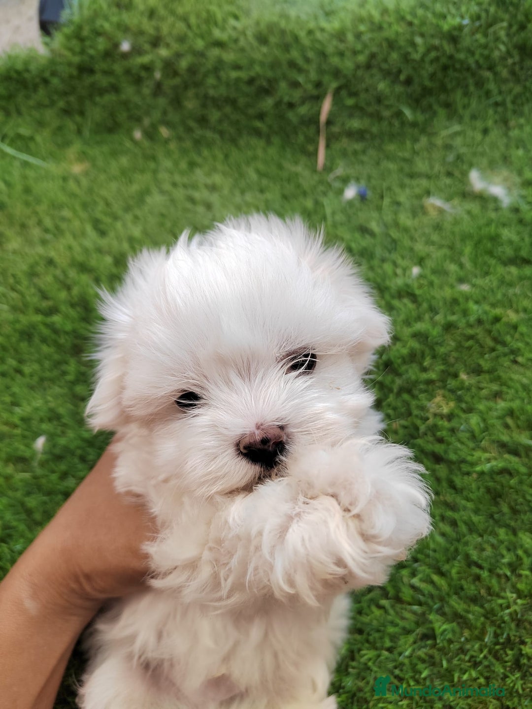 Bichón Maltés perros en venta: Bichon Maltes  - Imagen 3