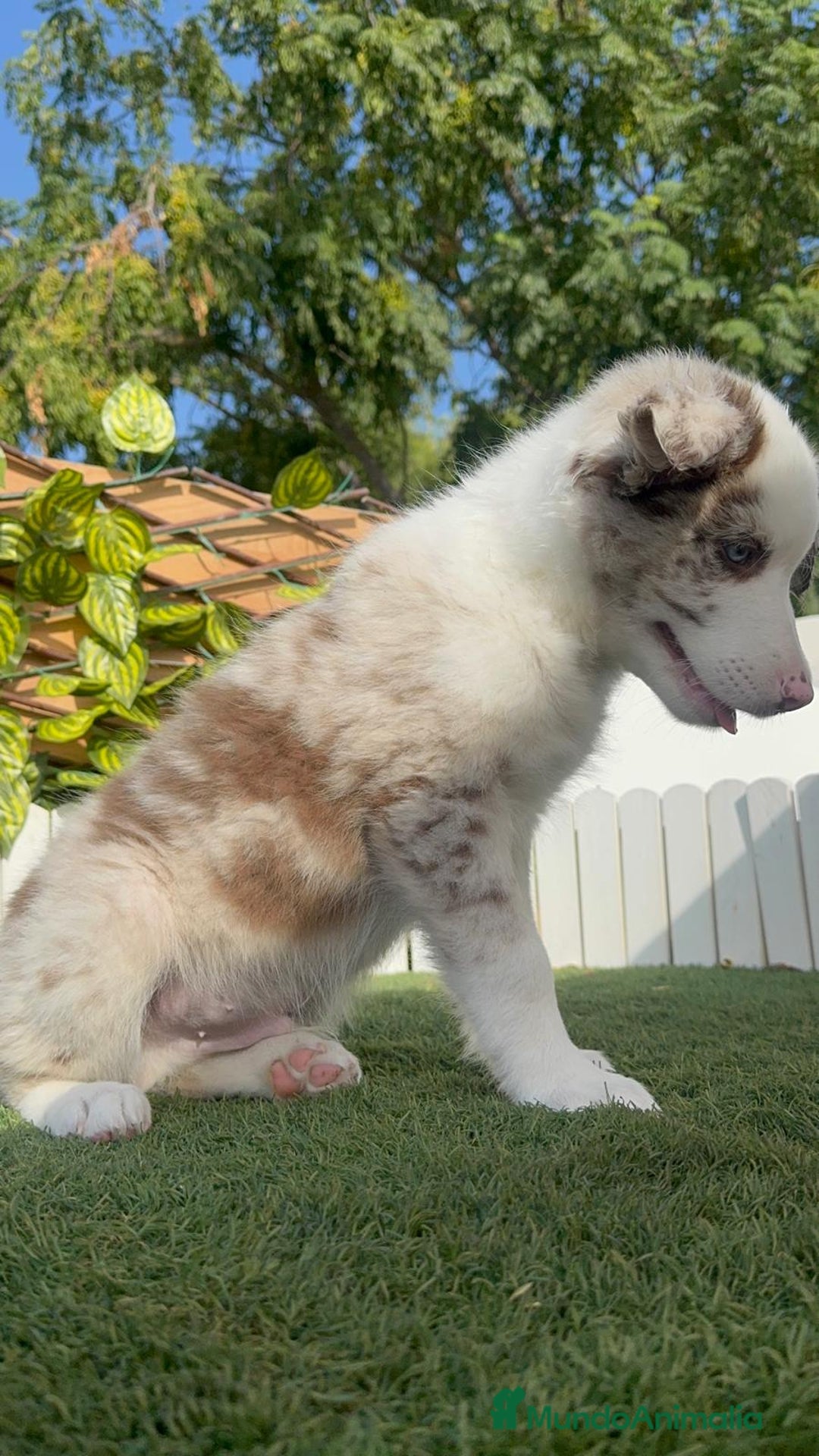 Border Collie perros en venta: BORDER COLLIE CHOCOMERLE - Imagen 12
