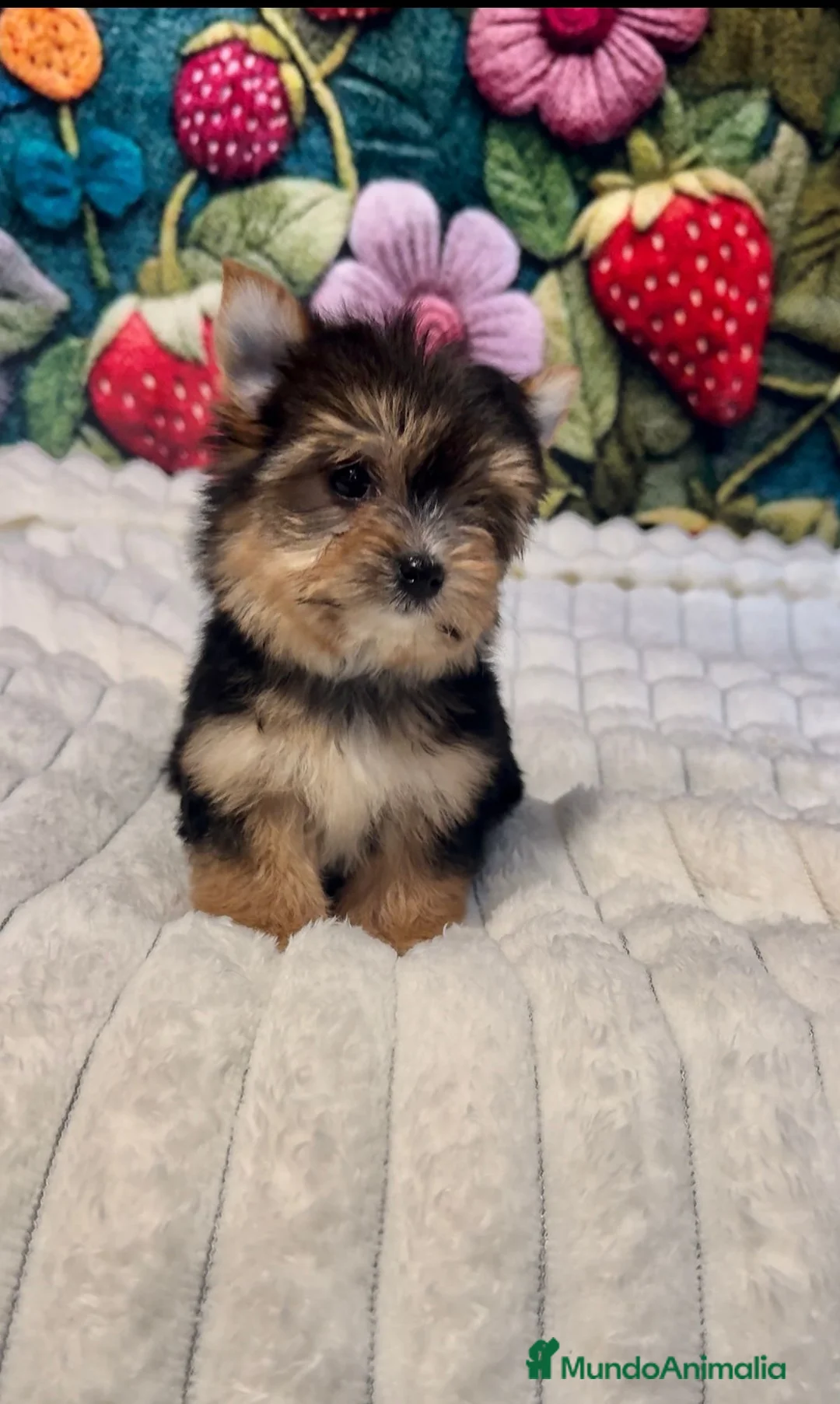 Yorkshire Terrier perros en venta: Yorkshire terrier Toy hembra disponible  - Anuncio 2