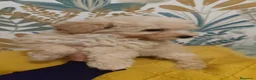Caniche Toy perros en venta: Excelentes cachorros de caniches 🧡💛 - Anuncio 2