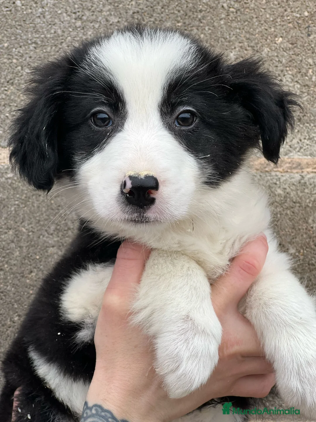 Border Collie perros en venta: Border collie  en Barcelona - Anuncio 3