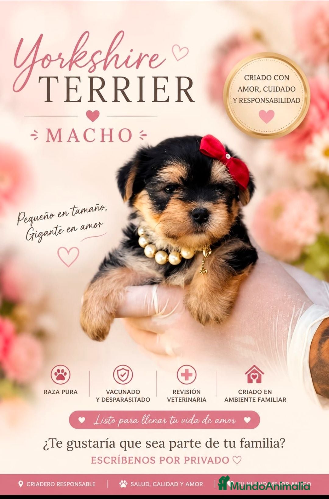 Yorkshire Terrier perros Precioso yorkshire terrier machito!! - Anuncio 11
