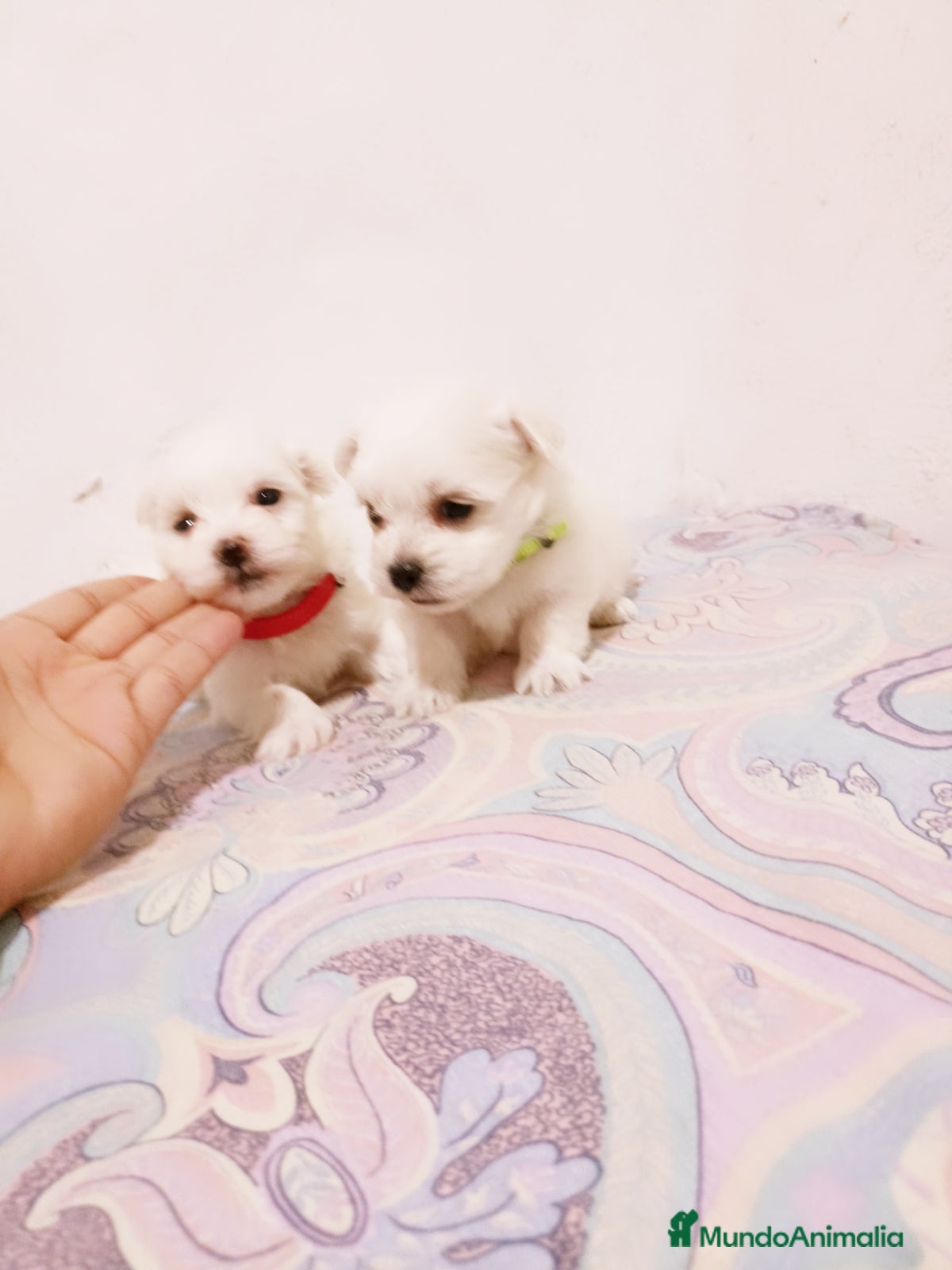 Bichón Maltés perros en venta: BICHON MALTES TOY - Anuncio 3