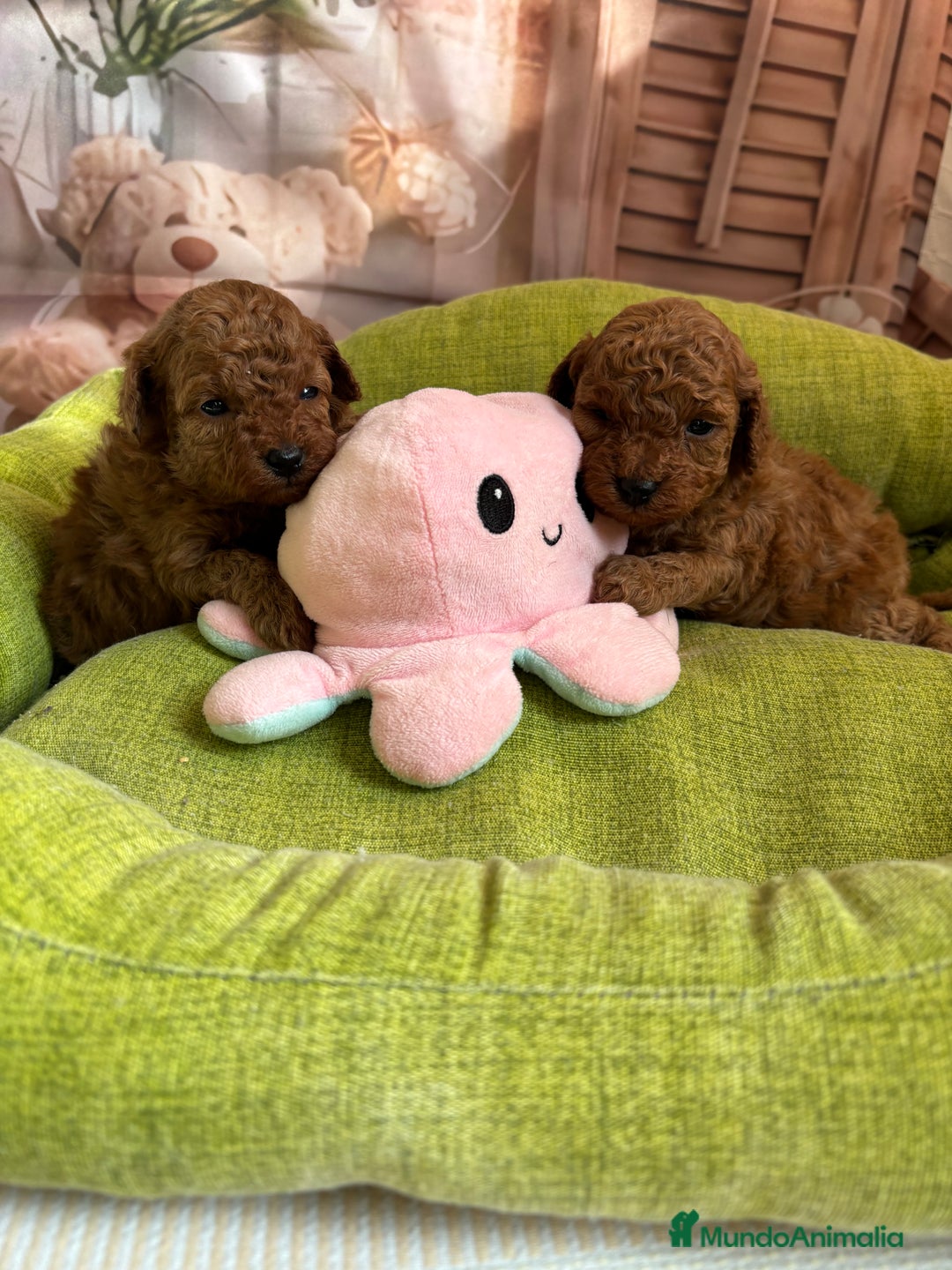 Caniche Toy perros en venta: Caniche Toy rojo hembras y macho  - Anuncio 7