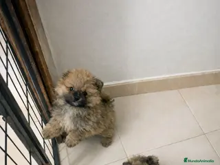 Pomerania perros Cachorros Pomerania disponibles - Anuncio 22