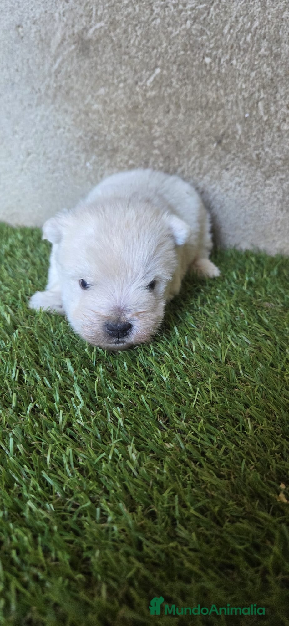 West Highland White Terrier perros Westy  - Anuncio 2