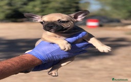 Bulldog Francés perros en venta: Bulldog francés standar  - Imagen 6