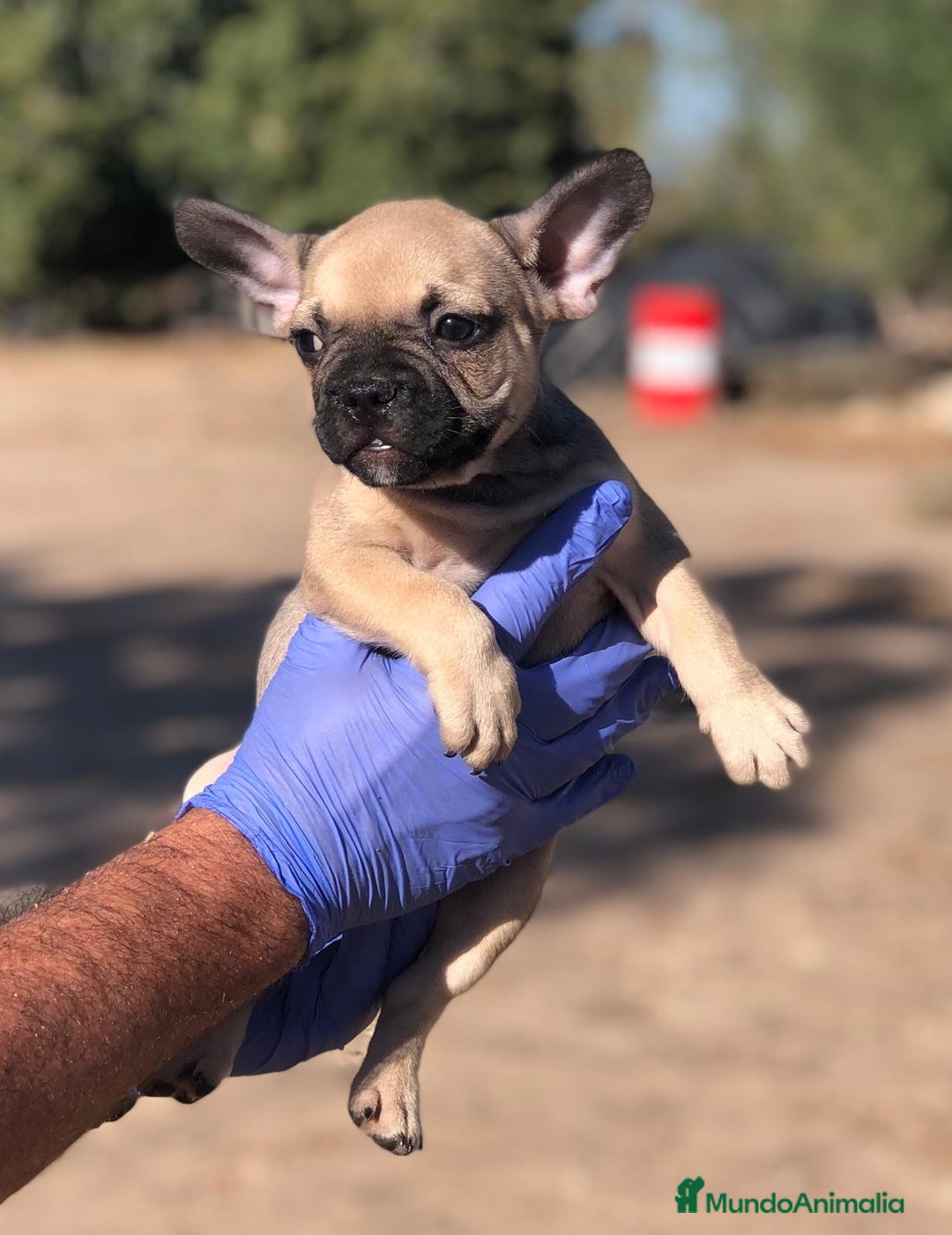 Bulldog Francés perros en venta: Bulldog francés standar  - Imagen 6