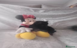 Pomerania perros en venta: Hembra de pomerania toys  - Imagen 7