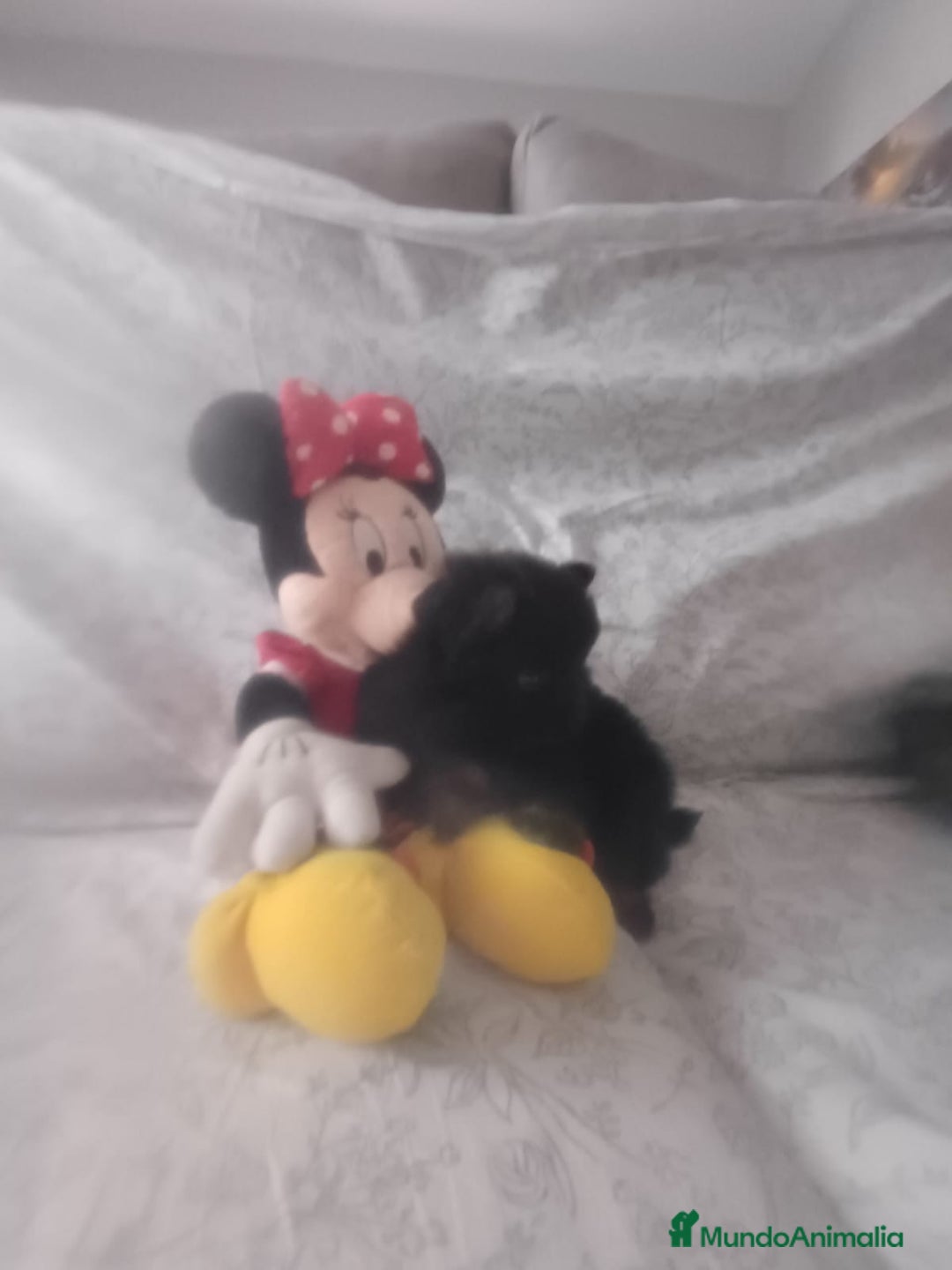 Pomerania perros en venta: Hembra de pomerania toys  - Imagen 7