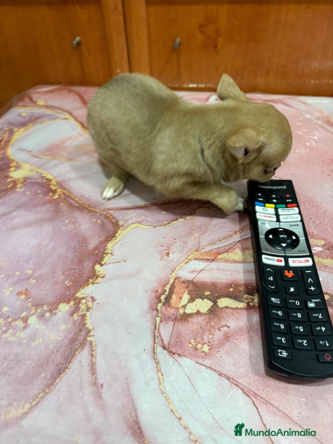 Chihuahua perros en venta: Chihuahua toy ruso macho - Imagen 2