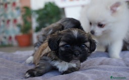 Maltipoo perros en venta: 🐾 Maxi y Boom – Maltipoo  marrón suave ☁️🤎 - Imagen 9