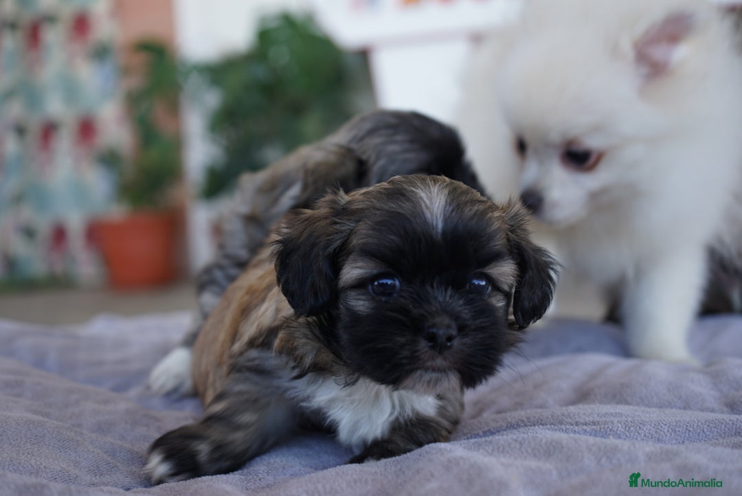 Maltipoo perros en venta: 🐾 Maxi y Boom – Maltipoo  marrón suave ☁️🤎 - Imagen 9