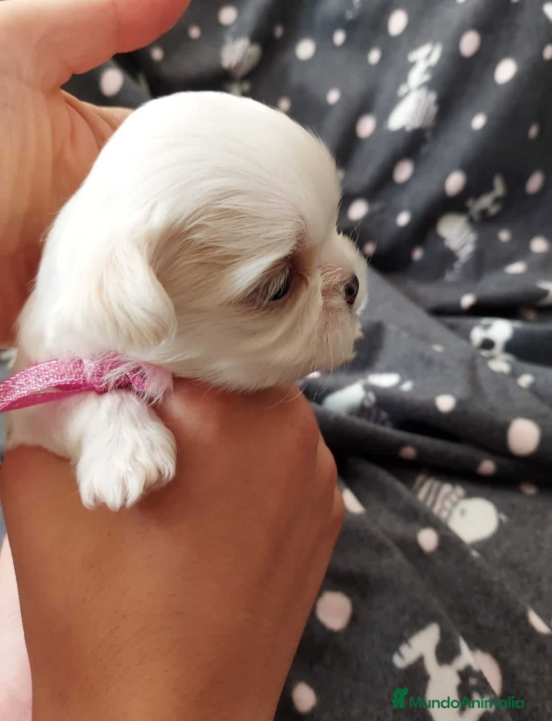 Shih Tzu perros en venta: Shih tzu - Imagen 3