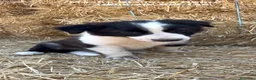 Border Collie perros en venta: BORDER COLLIE DE VILLA BIZNAGA - Anuncio 25