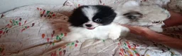 Pomerania perros en venta: POMERANIAS MACHITOS PRECIOSOS  - Anuncio 4
