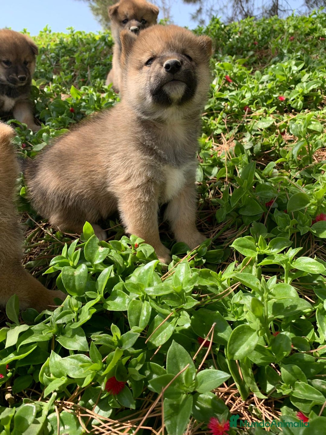 Shiba Inu perros en venta: SHIBA INU - Imagen 23