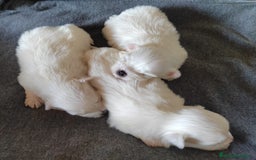 Bichón Maltés perros en venta: Último Bichón Maltés Macho disponible!! - Imagen 5