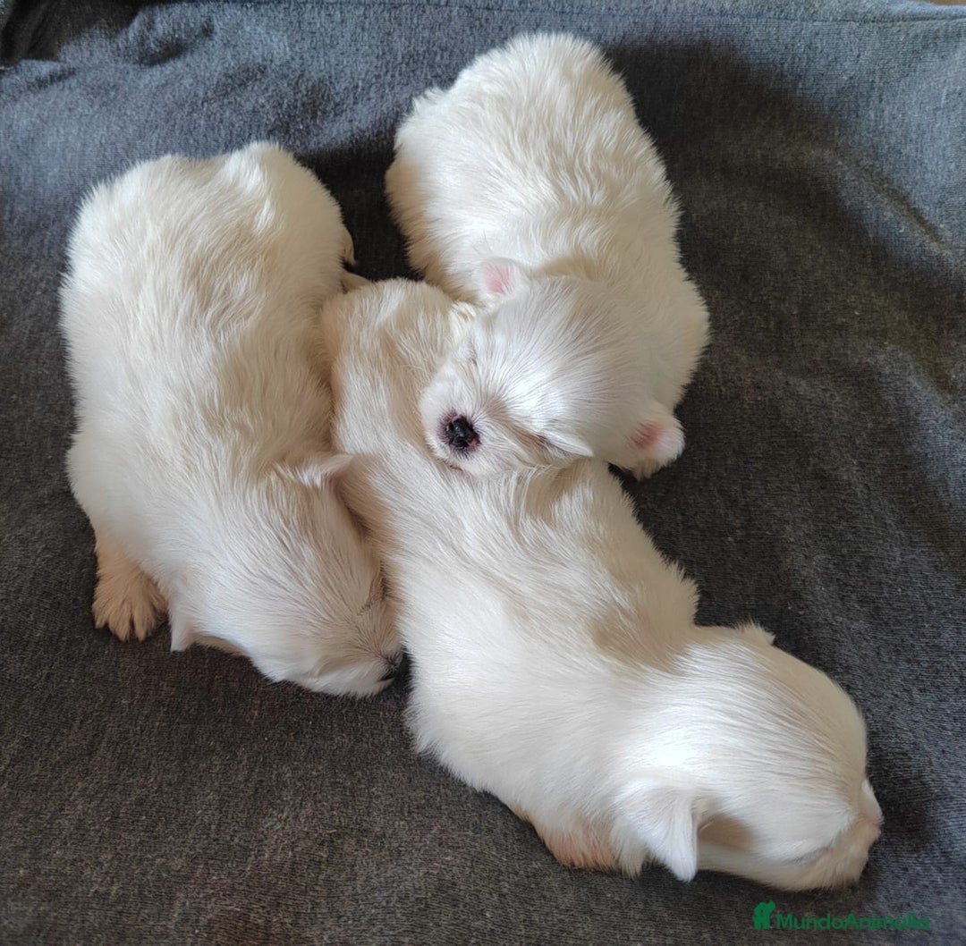 Bichón Maltés perros en venta: Último Bichón Maltés Macho disponible!! - Imagen 5