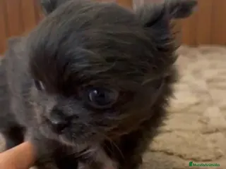 Chihuahua perros MINI TOYS PELO LARGO BLUE - Anuncio 2