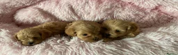Maltipoo perros en venta: Maltipoo mini apricot intenso  - Anuncio 6